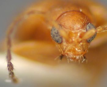 Media type: image;   Entomology 25245 Aspect: head frontal view